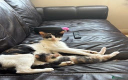Mixed Breed cats for sale: 4 kittens ready for their new homes  - Image 18