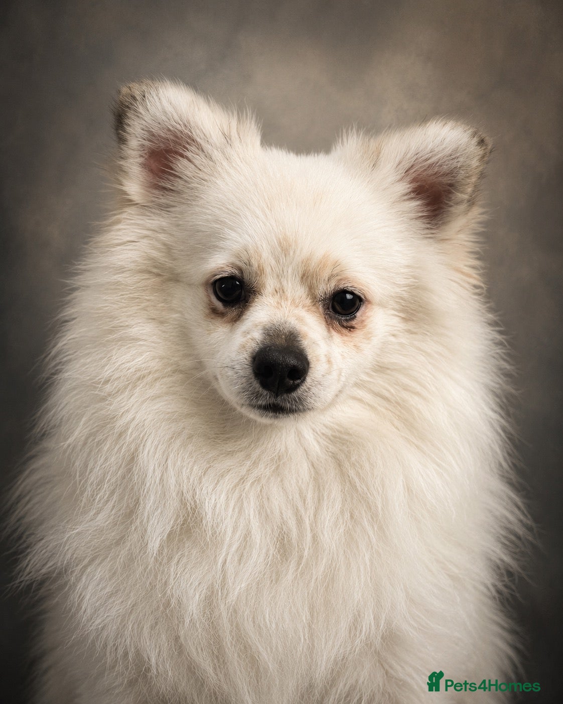 Pomeranian dogs for stud: STUD. Male pomeranian available for stud - Advert 1