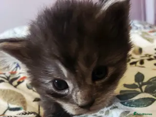 Maine Coon cats GCCF Maine coon litter - Advert 3