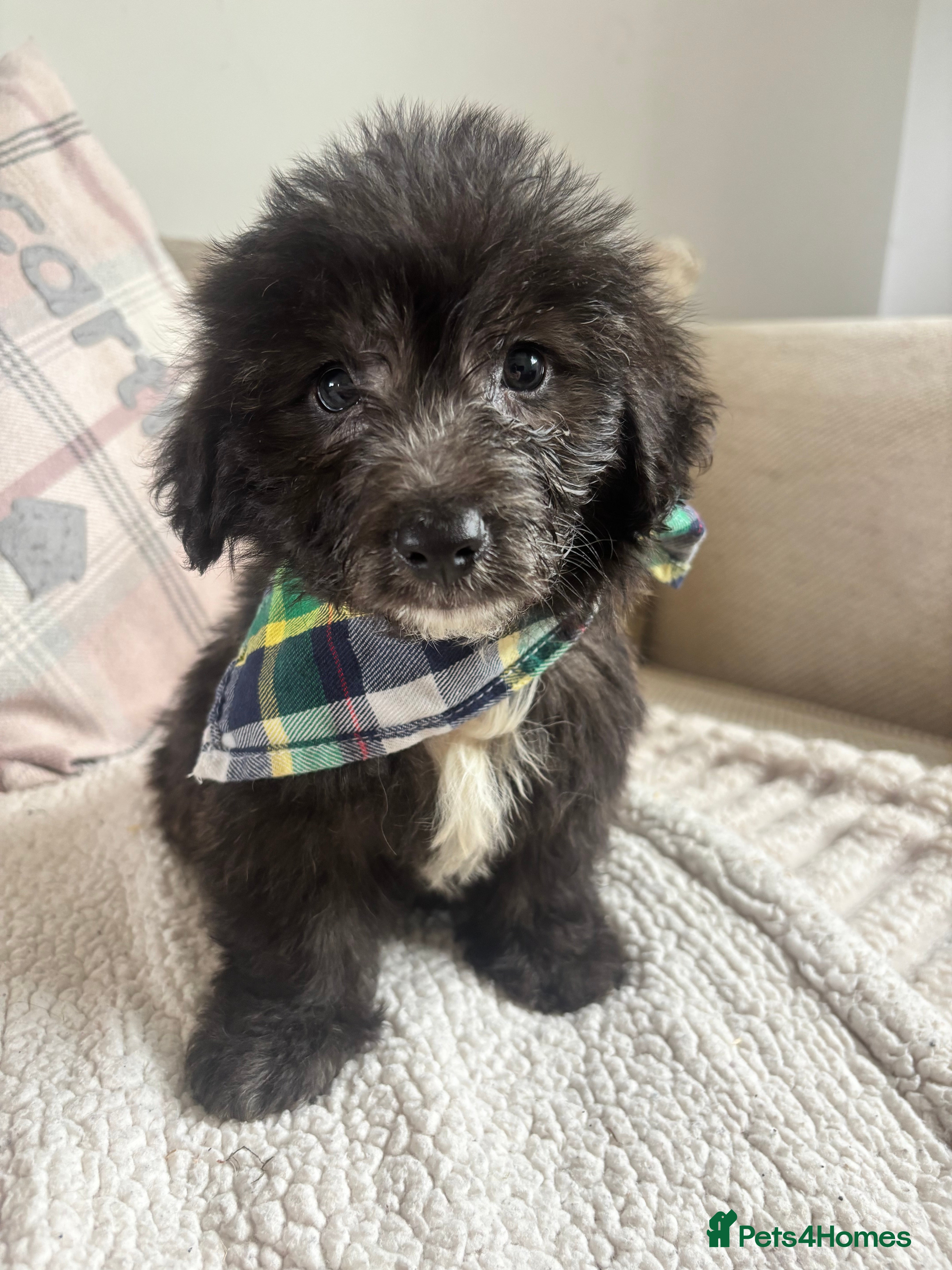 Mixed Breed dogs BEAUTIFUL MINI CORGIPOO PUPPIES  - Advert 2