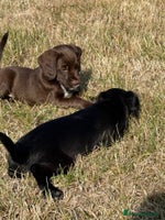 Mixed Breed dogs - Advert 6