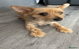 Chorkie dogs for sale: Reggie - Image 4