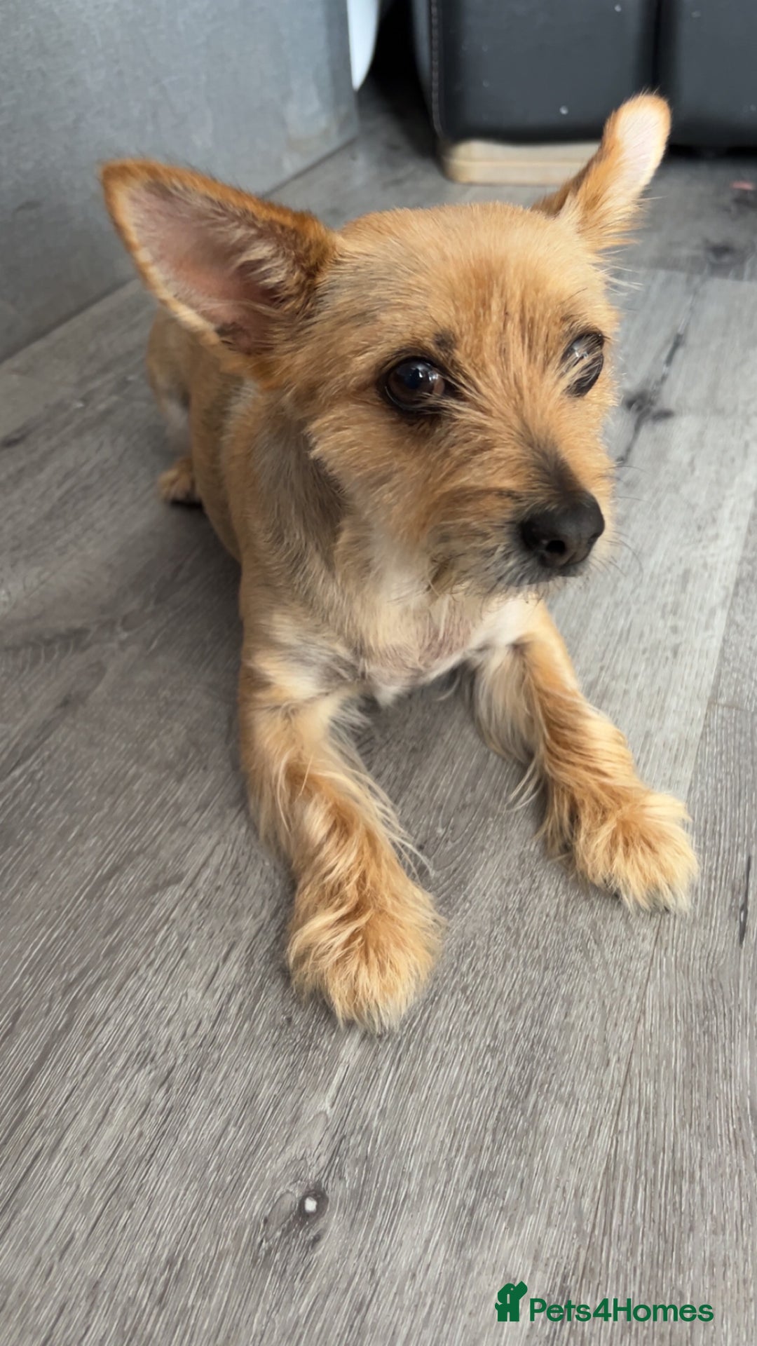 Chorkie dogs for sale: Reggie - Image 4