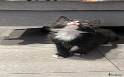 Mixed Breed cats for sale: Kitten  - Image 1