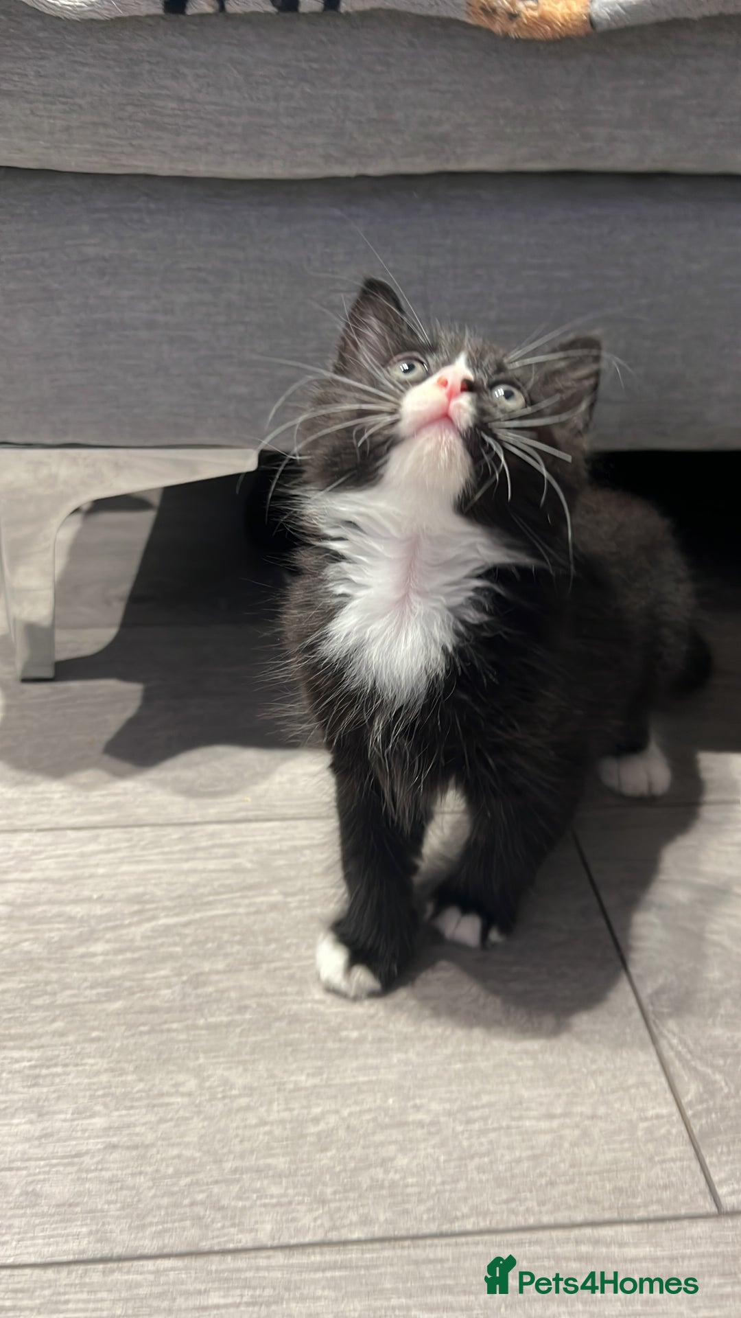 Mixed Breed cats for sale: Kitten  - Image 1