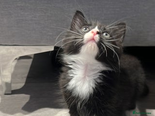 Mixed Breed cats - Advert 13