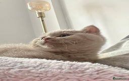 British Shorthair cats for sale: Adorable British Shorthair (Lilac/Fawn) - Image 1