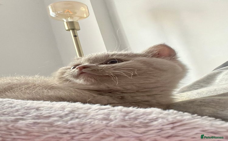 British Shorthair cats - Advert 4