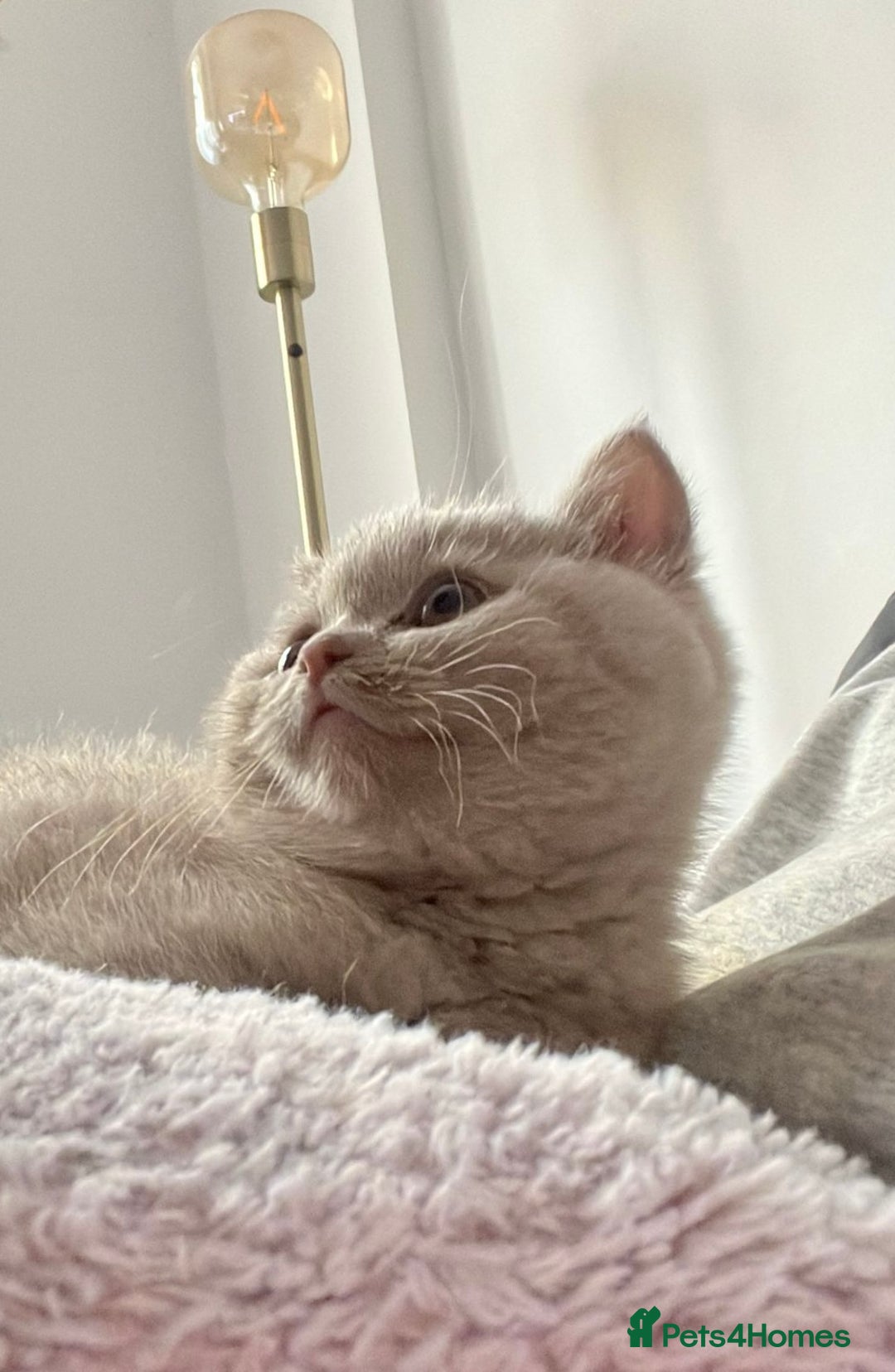 British Shorthair cats for sale: Adorable British Shorthair (Lilac/Fawn) - Image 1