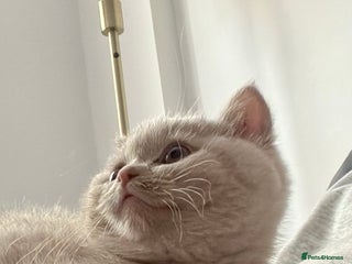 British Shorthair cats - Advert 27