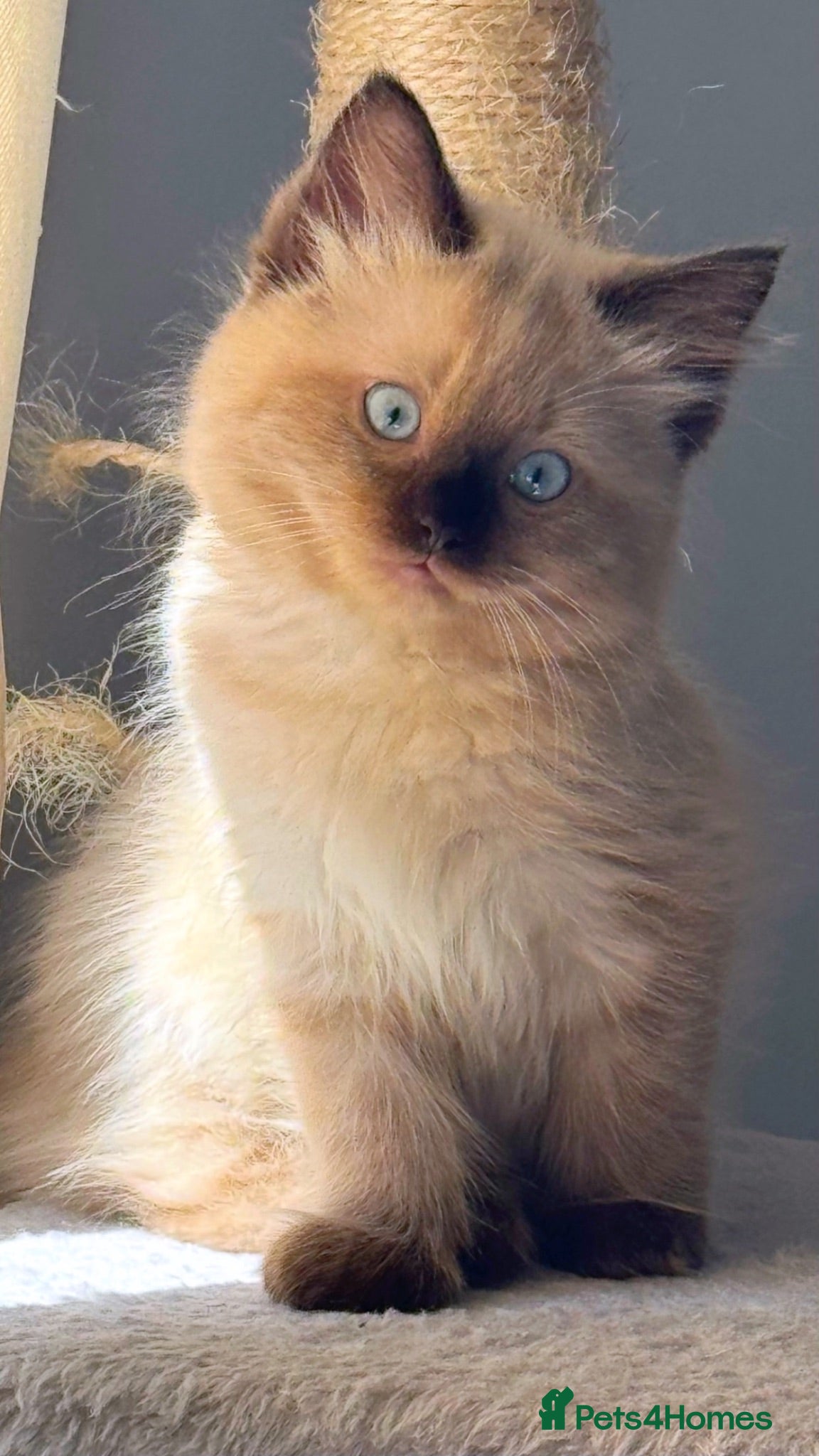 Ragdoll cats Eight-week-old Ragdoll kitten  - Advert 6