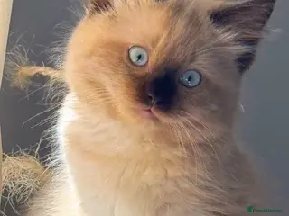 Ragdoll cats Eight-week-old Ragdoll kitten - Advert 6