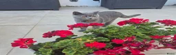 British Shorthair cats for sale: Kitten - Advert 2