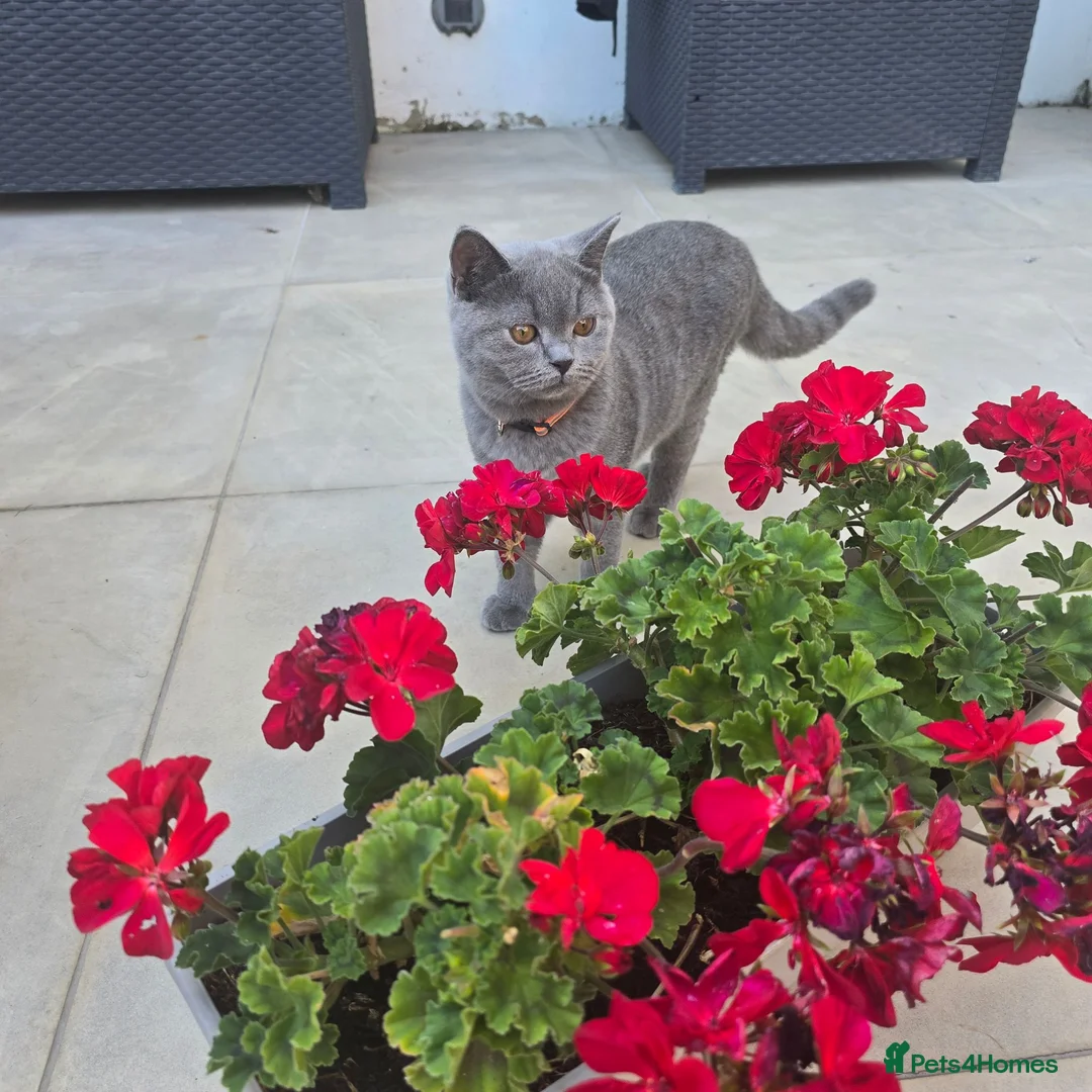 British Shorthair cats for sale: Kitten - Advert 2