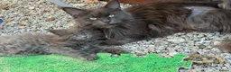 Maine Coon cats for sale: Beautiful Maine Coons from Champion lines  in Saint Agnes - Advert 16