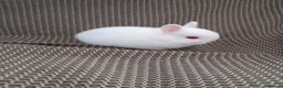 Netherland Dwarf rabbits for sale: Netherlands Dwarf rabbits (4) ready 21st November  in Dawlish - Advert 3