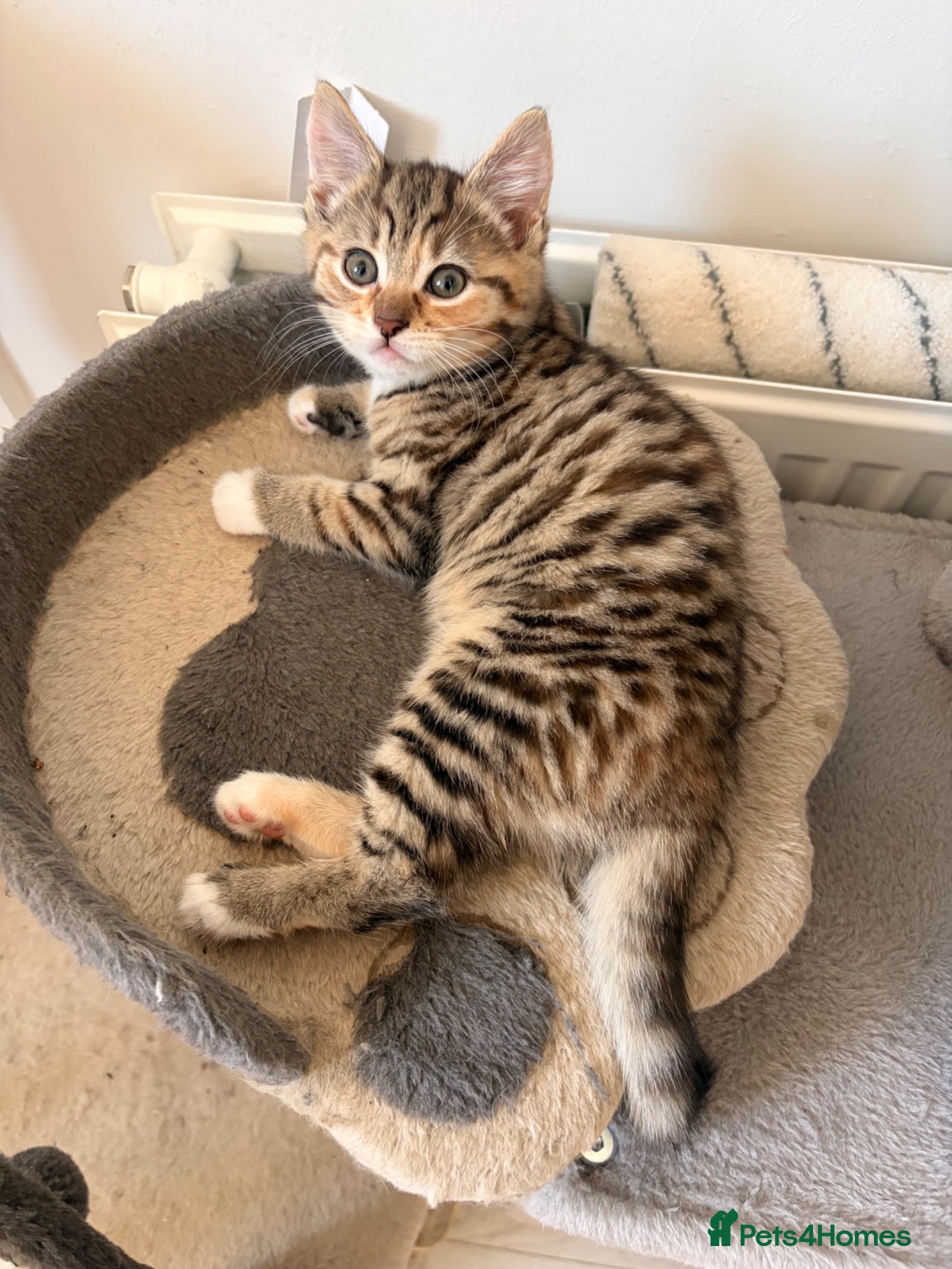 Mixed Breed cats Adorable fluffy kittens - Advert 18