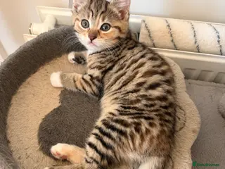 Mixed Breed cats Adorable fluffy kittens - Advert 3
