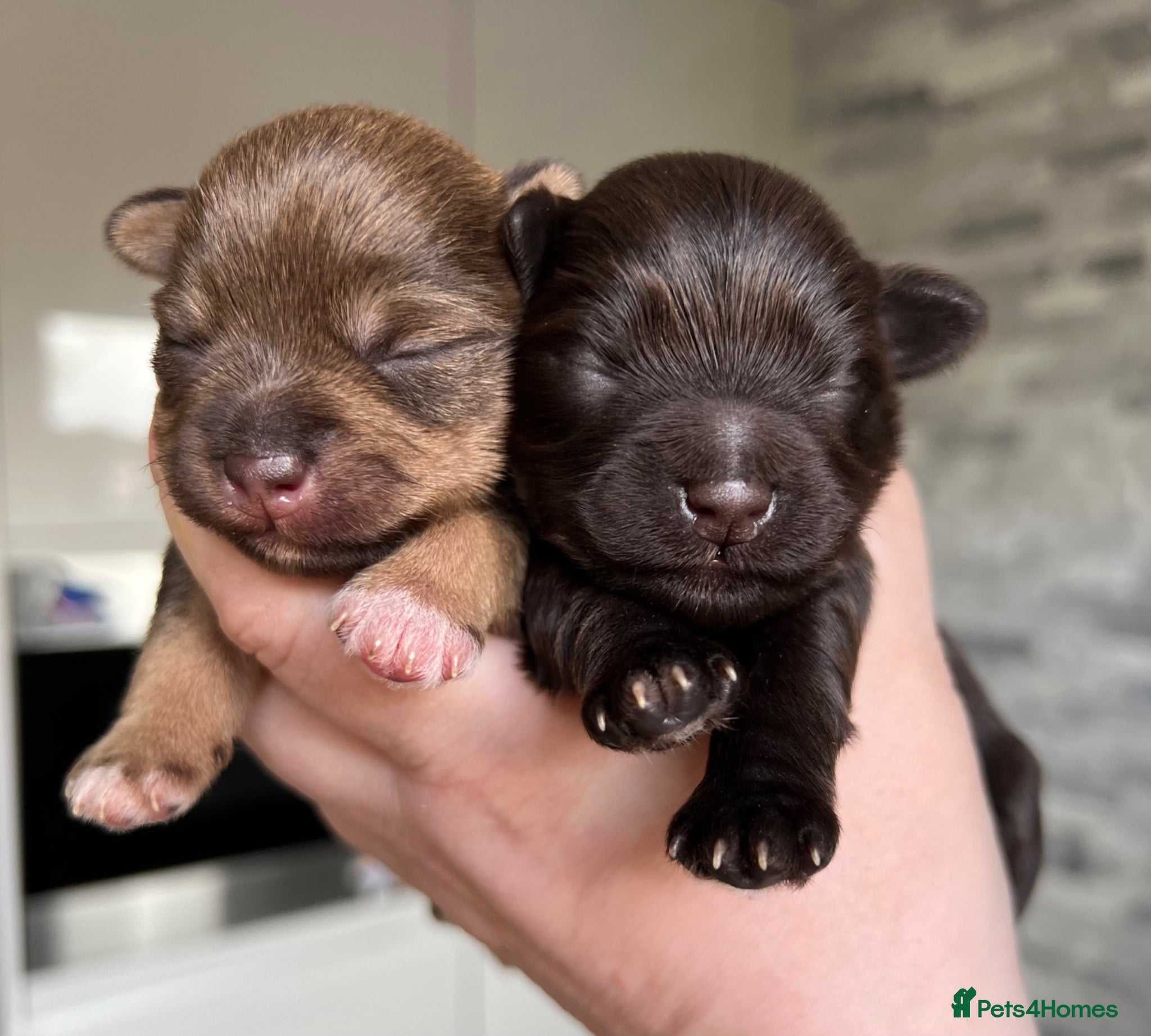 Miniature Schnauzer dogs KC MAC/BVA Chocolate Miniature Schnauzers - Advert 12