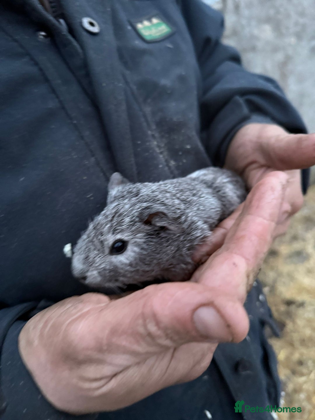 Guinea Pig rodents for sale: 20 lovely guinea pigs for sale  - Advert 33