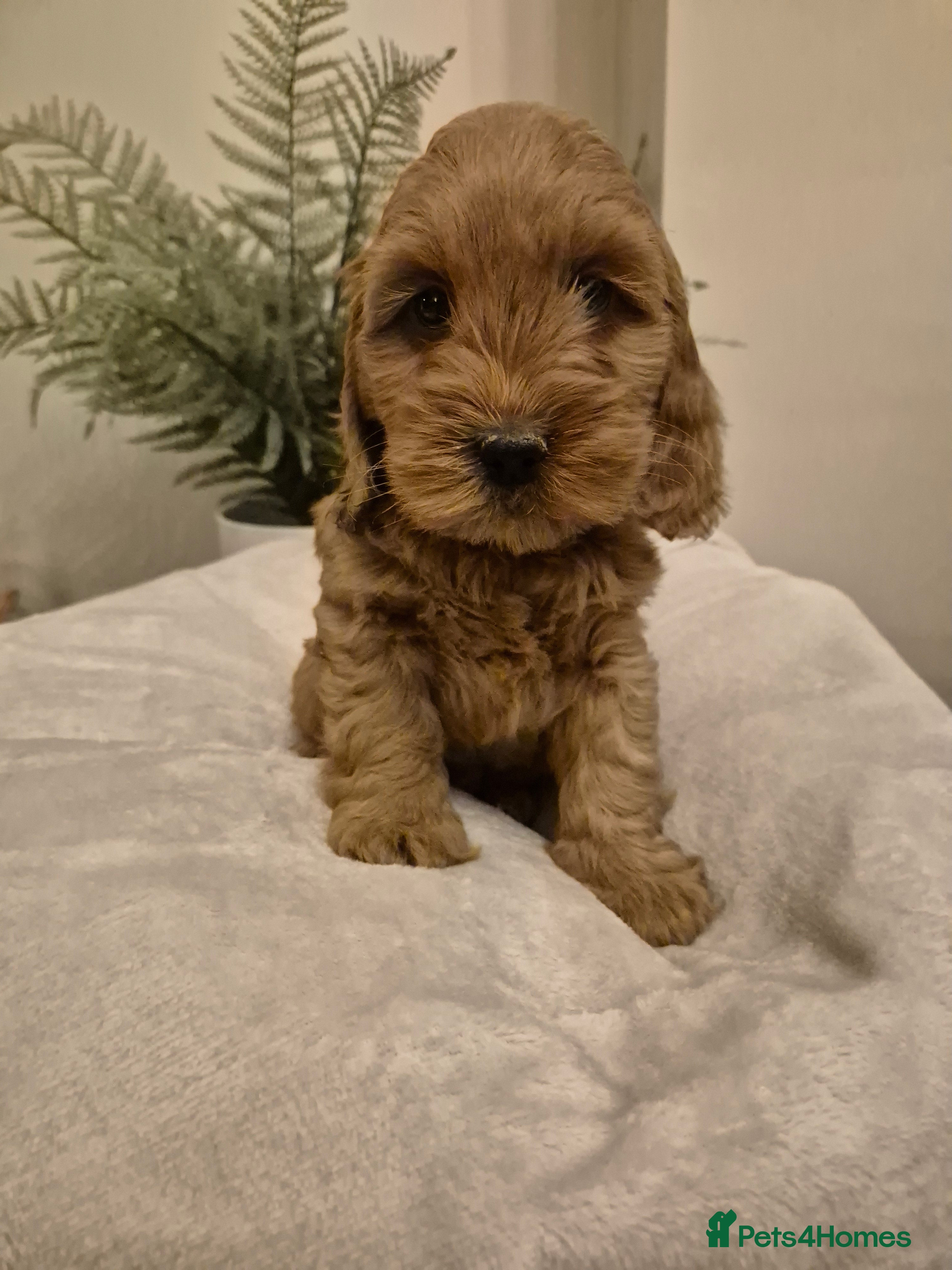 Cockapoo dogs Charmila Quality F1 Cockapoos  - Advert 8