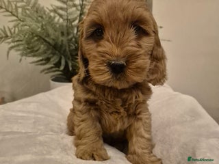 Cockapoo dogs Charmila Quality F1 Cockapoos - Advert 8