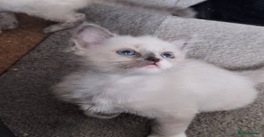 Ragdoll cats - Advert 2