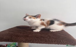 Mixed Breed cats for sale: Beautiful kittens - Ready for their new homes  - Image 3