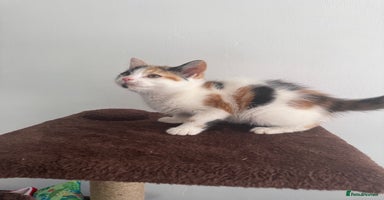 Mixed Breed cats - Advert 11
