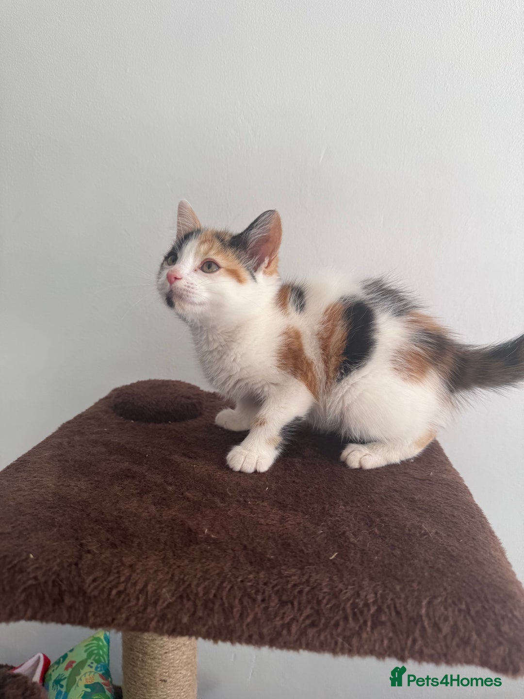 Mixed Breed cats for sale: Beautiful kittens - Ready for their new homes  - Image 3