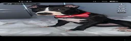 Mixed Breed dogs for sale: Loki 10 months old  in Stevenage - Advert 2