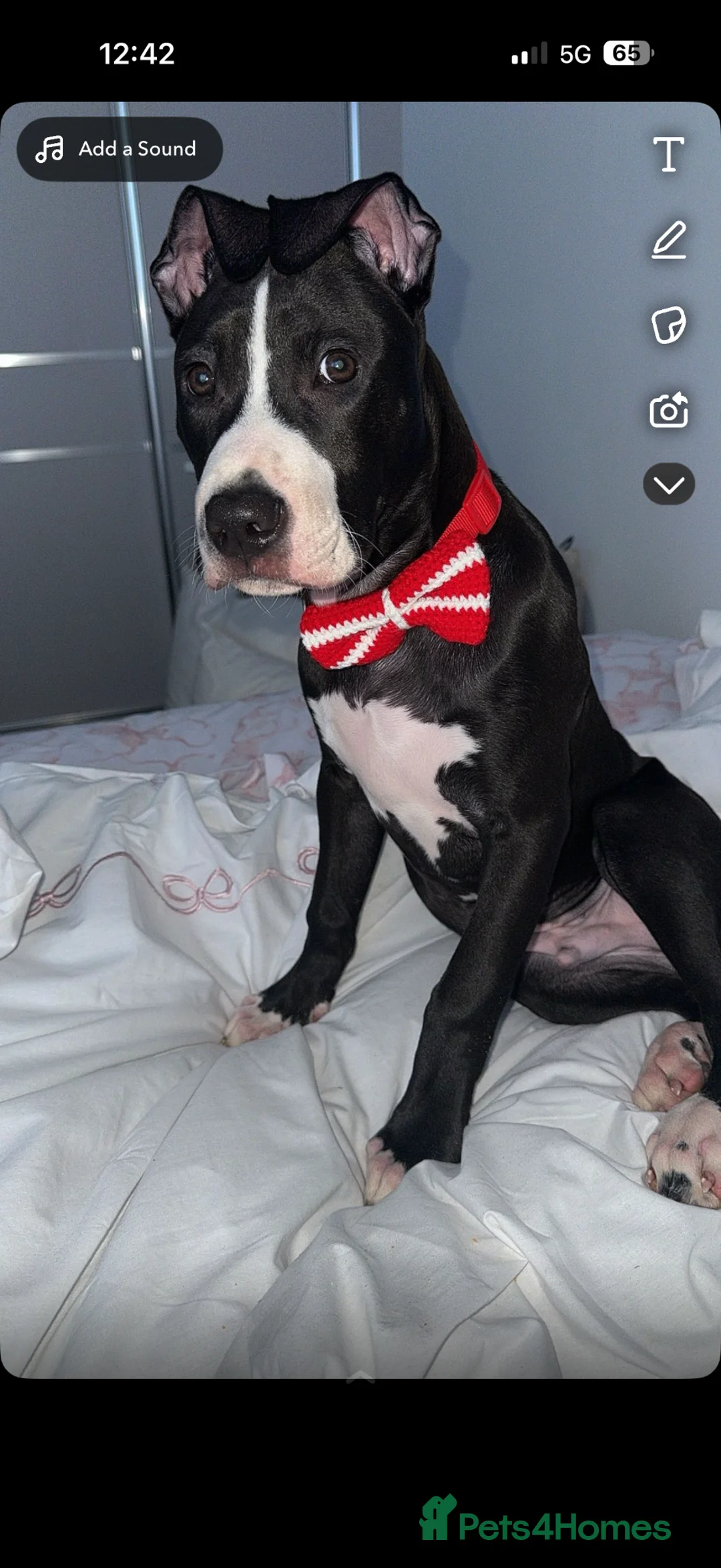 Mixed Breed dogs for sale: Loki 10 months old  in Stevenage - Advert 2