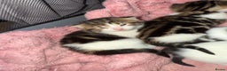 Mixed Breed cats for sale: Tabby and white kittens - Advert 5