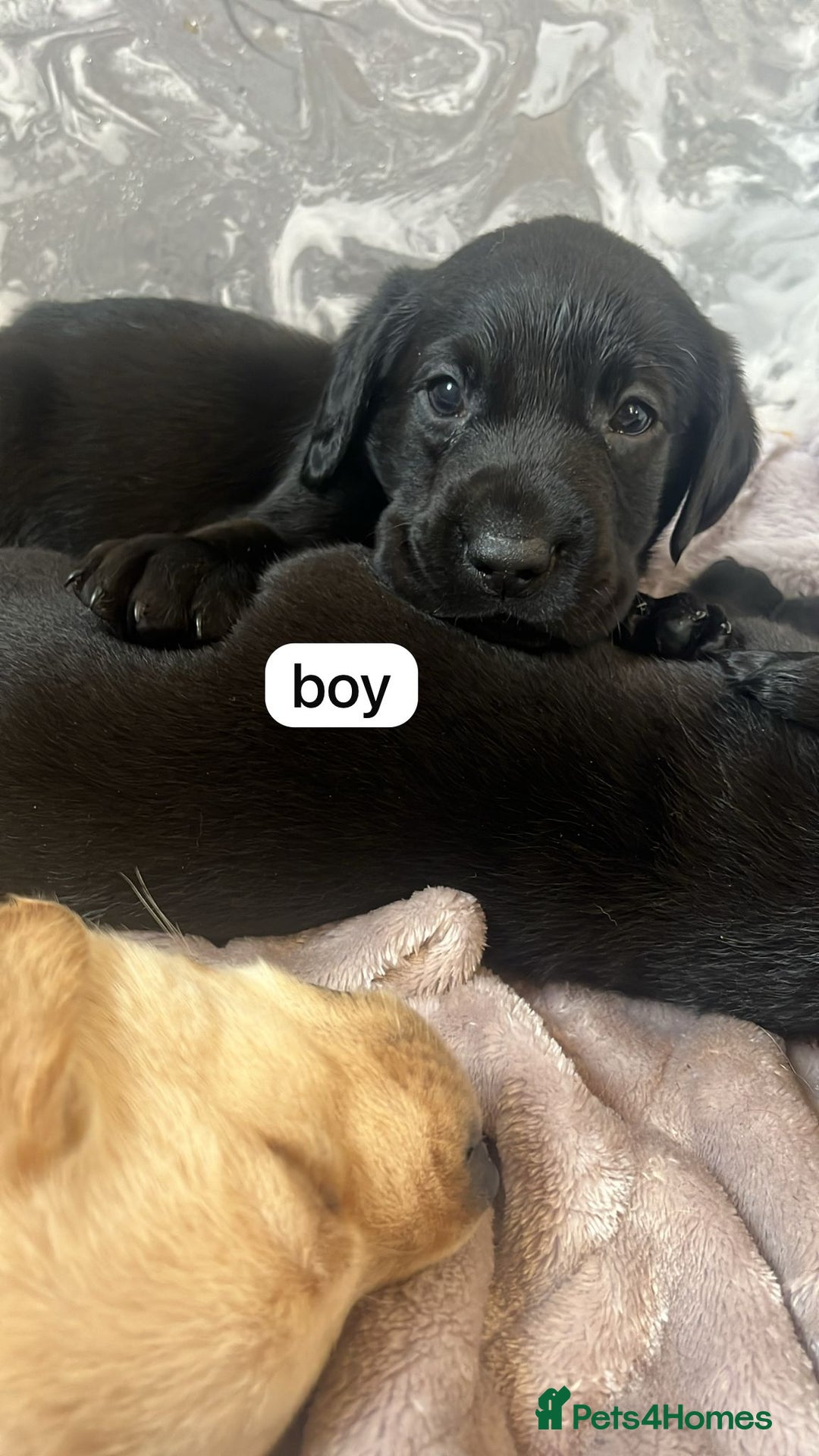 Labrador Retriever dogs for sale: Labrador puppies  - Image 12