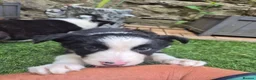 Border Collie dogs for sale: PURE-BRED BORDER COLLIE PUPS  - Advert 9