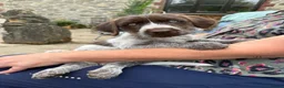 Mixed Breed dogs for sale: 1 GIRL READY TO GO GWP X Weimsky puppies for sale - Advert 5