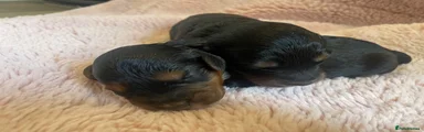 Cockapoo 1