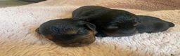 Cockapoo dogs for sale: 5 Miniture Cockerpoo pups  - Advert 5