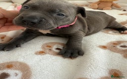 Staffordshire Bull Terrier dogs for sale: Beautiful puppies Staffordshire bull terrier  - Image 8