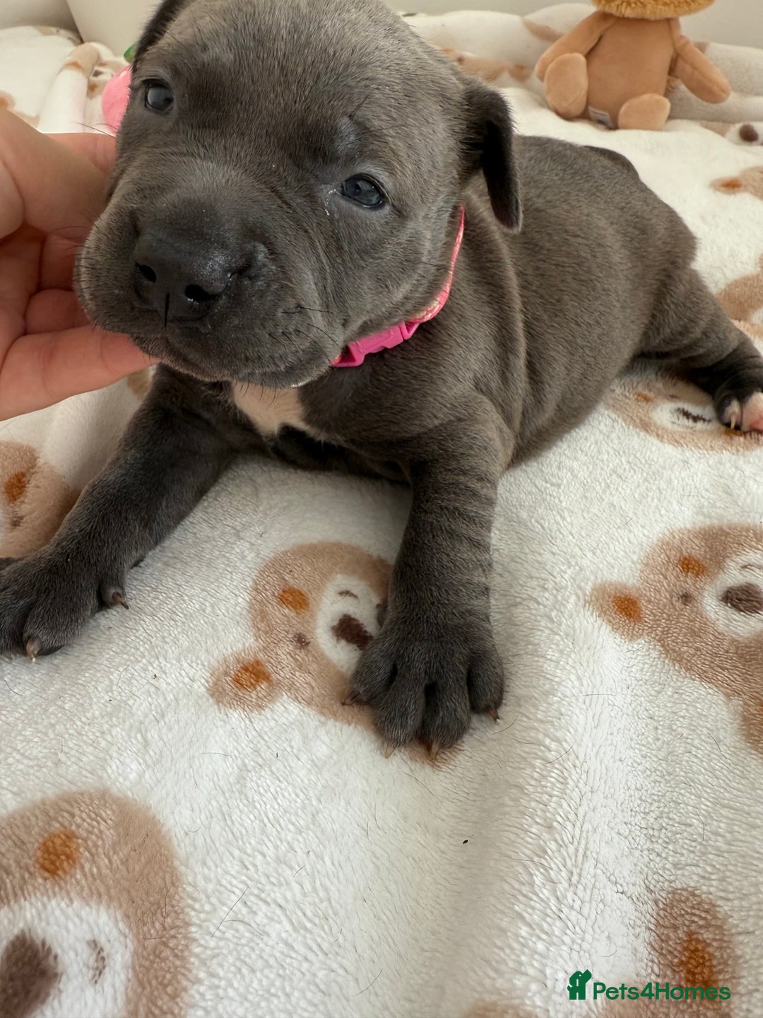 Staffordshire Bull Terrier dogs for sale: Beautiful puppies Staffordshire bull terrier  - Image 8
