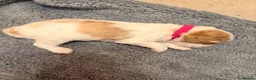 Cavapoo dogs for sale: Beautiful Cavapoo puppies  - Advert 4