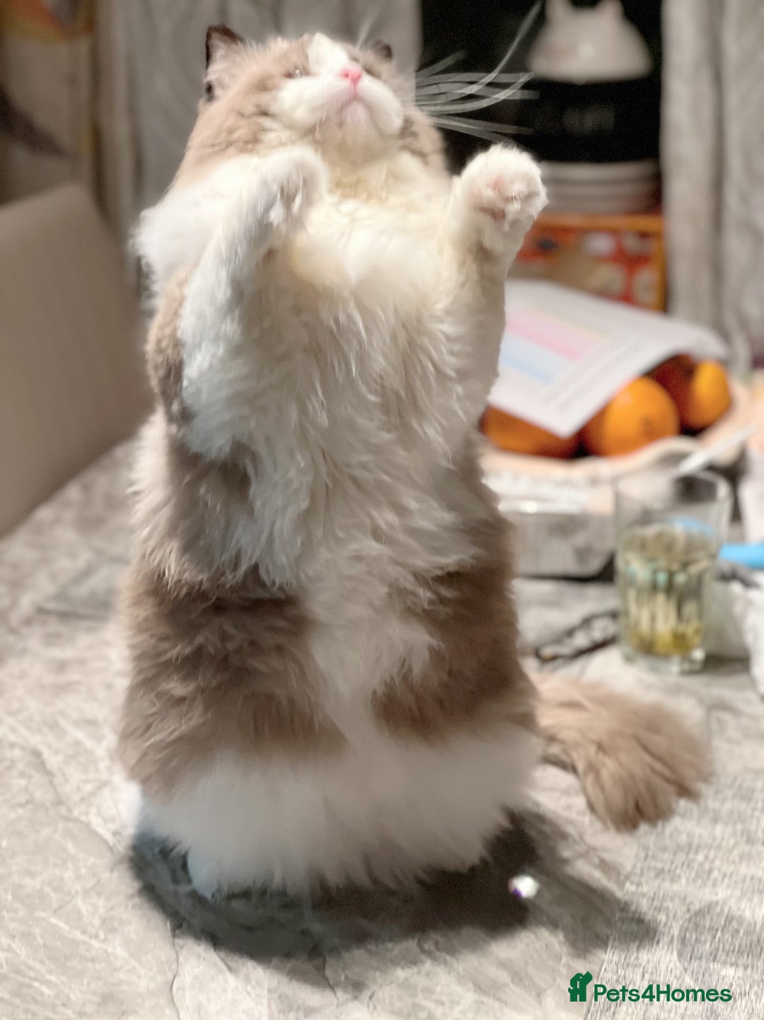 Ragdoll cats for stud: 5 Pedigree TICA European Famous R-Bloodline  in London - Image 16
