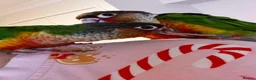 Conures birds for sale: Conures Handraised DNA Tested  in London - Advert 1