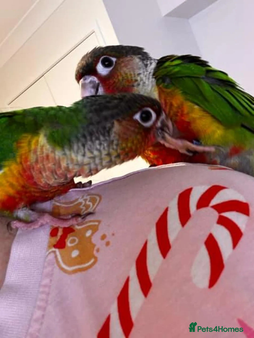 Conures birds for sale: Conures Handraised DNA Tested  in London - Advert 1