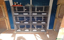 Conures birds for sale: Conures - Image 4