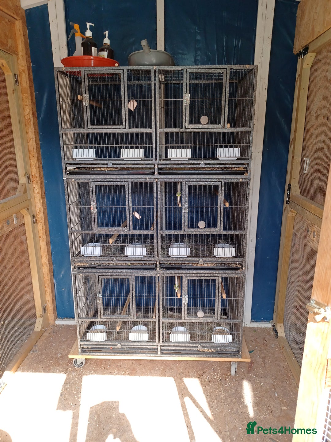Conures birds for sale: Conures - Image 4