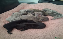 French Bulldog dogs for sale: 8 French bulldog puppies  - Image 3