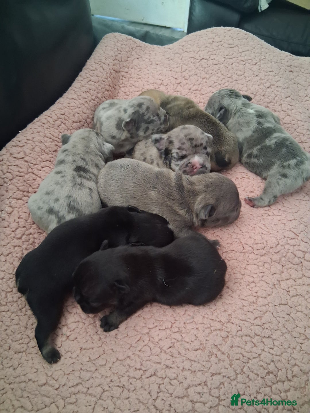French Bulldog dogs for sale: 8 French bulldog puppies  - Image 3