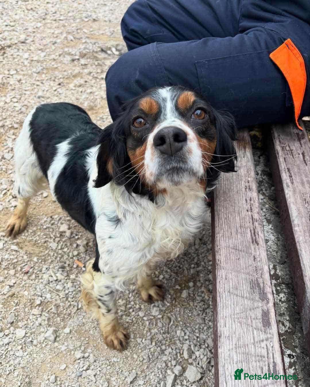 Brittany Spaniel dogs for adoption: Roza! - Image 3
