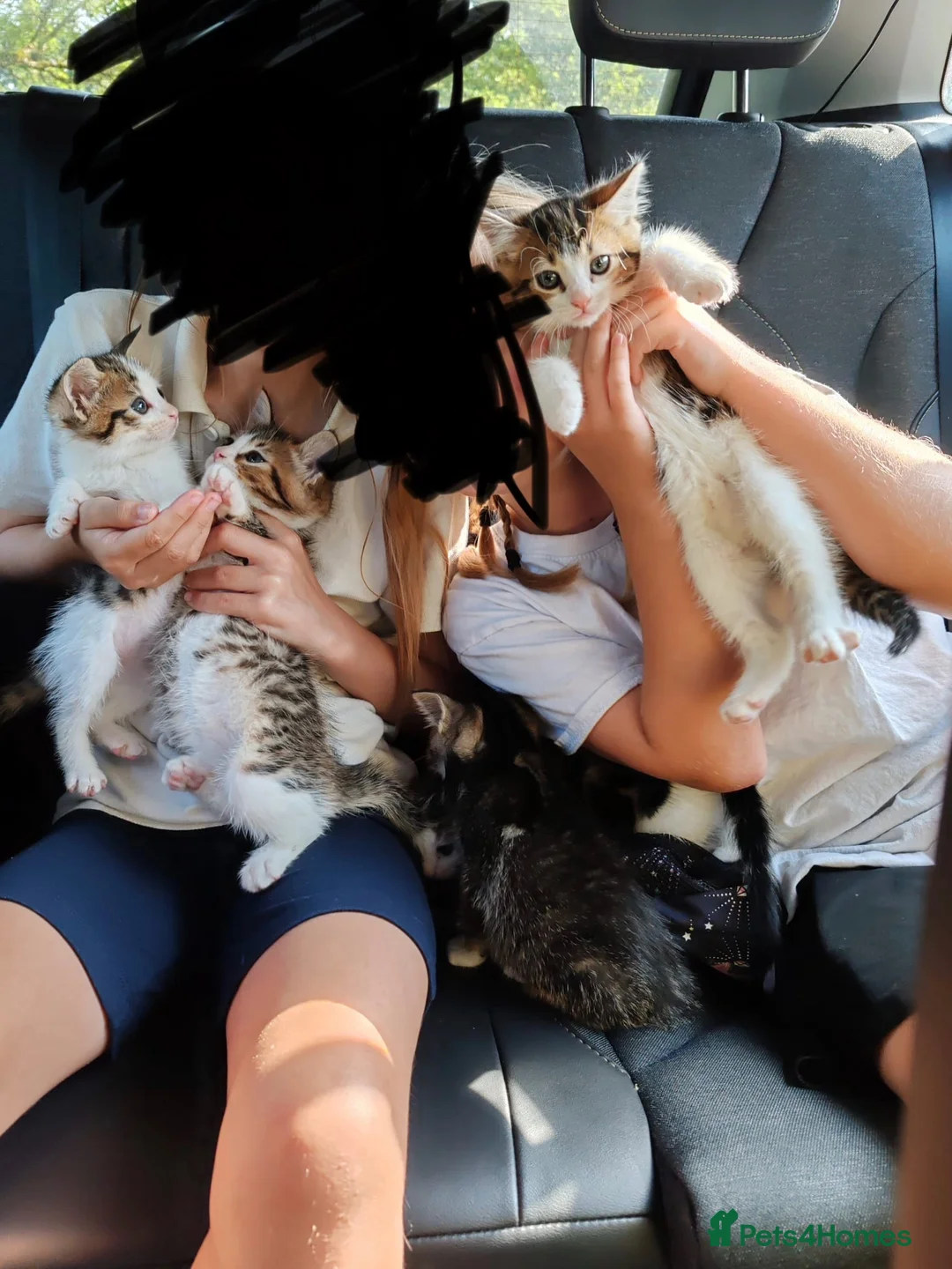 British Shorthair cats for sale: 3 kittens 1 girl 2 boys  in Bristol - Advert 2
